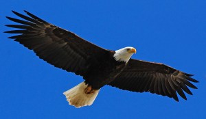 God has more for us as Christians than the tangled thickets of legalism. He wants us to soar like eagles.