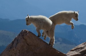 competing_christian_sects